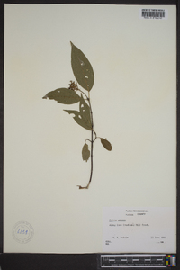 Cornus amomum subsp. amomum image