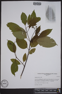 Cornus amomum subsp. amomum image