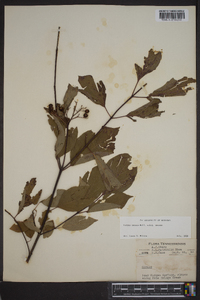 Cornus amomum subsp. amomum image