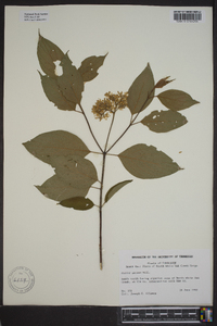 Cornus amomum subsp. amomum image