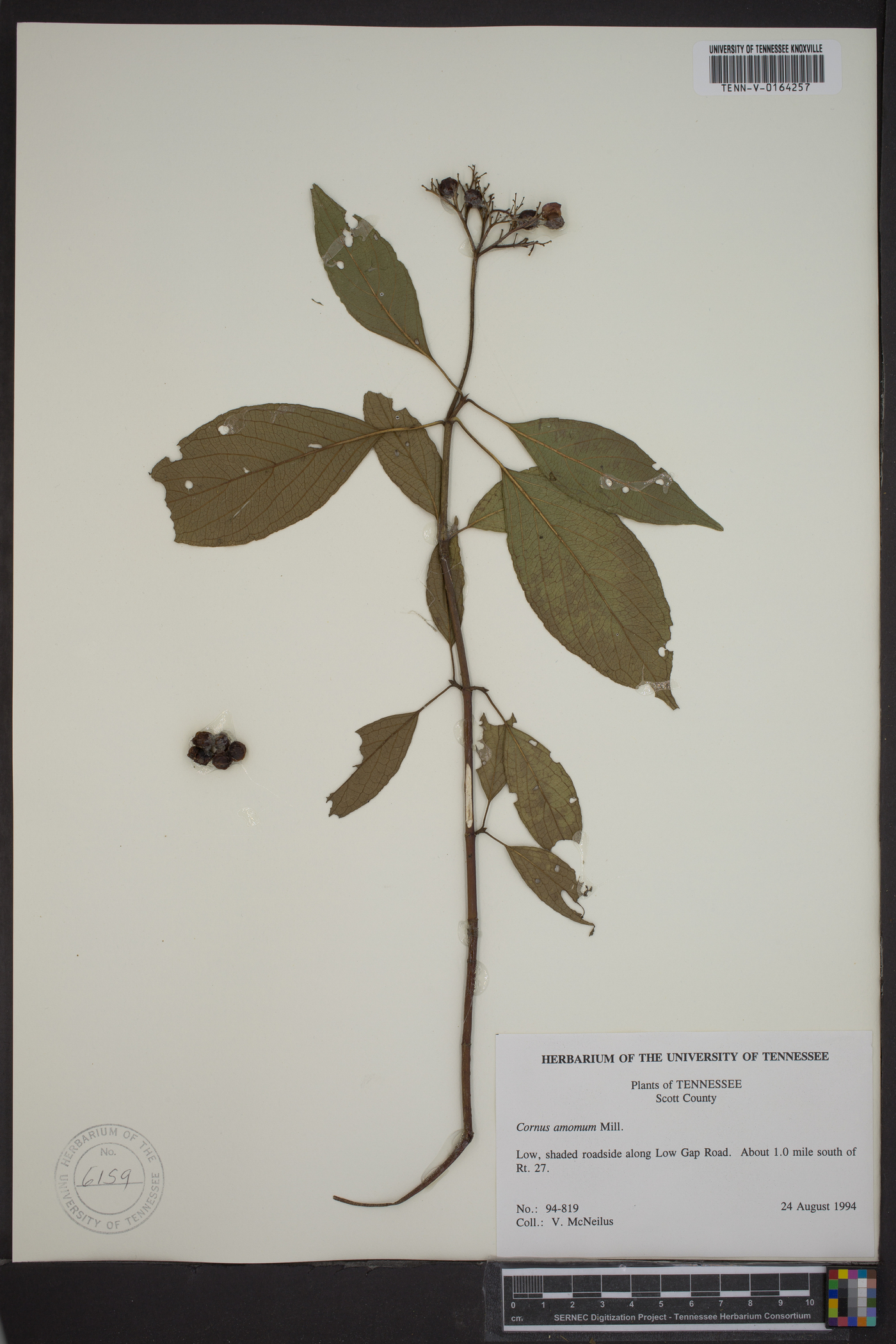 Cornus amomum subsp. amomum image