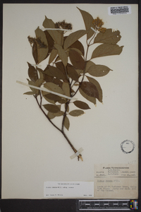 Cornus amomum subsp. amomum image