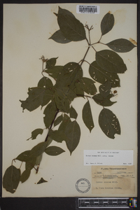 Cornus amomum subsp. amomum image