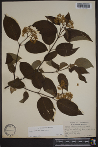 Cornus amomum subsp. amomum image