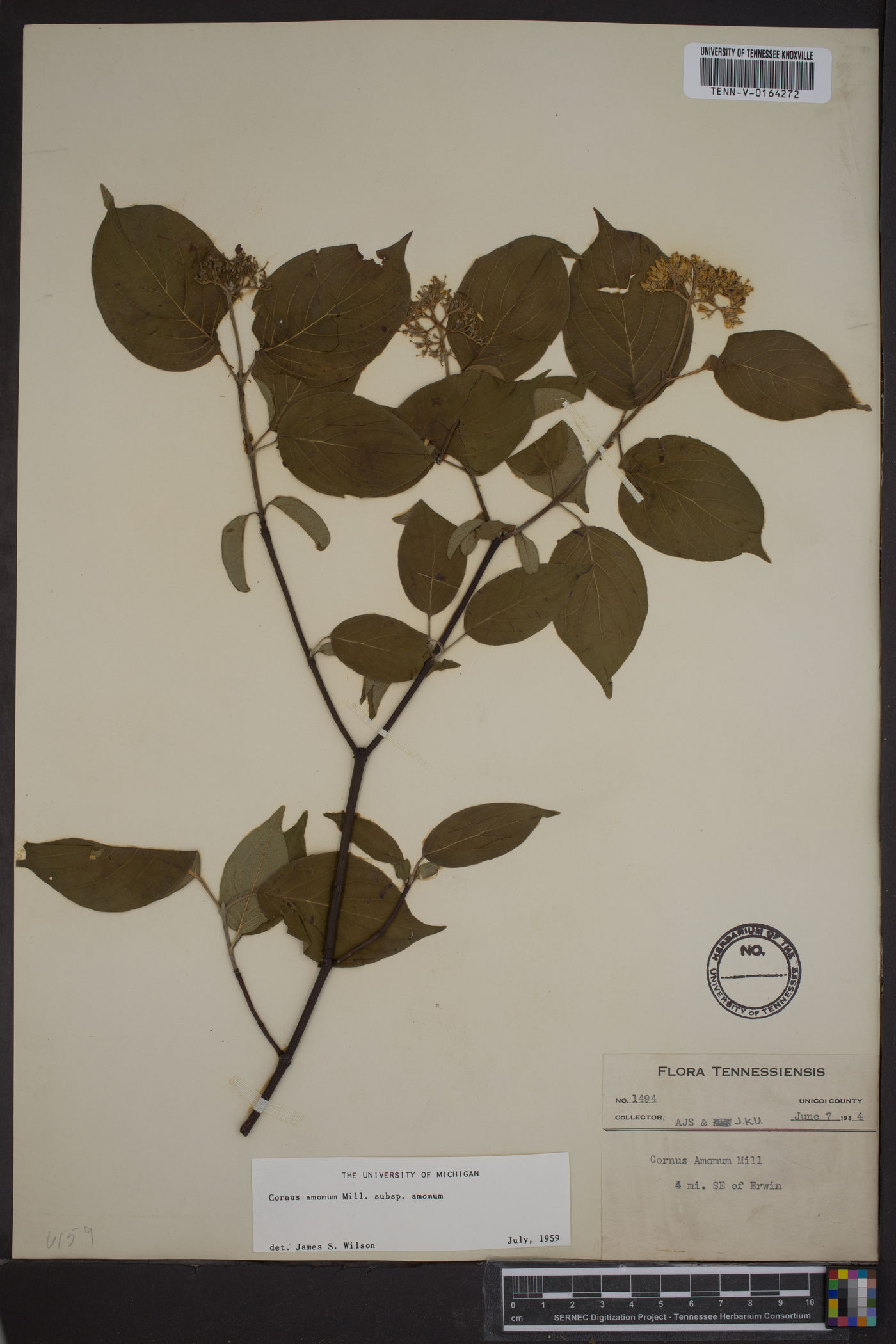 Cornus amomum subsp. amomum image