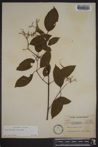 Cornus amomum subsp. amomum image