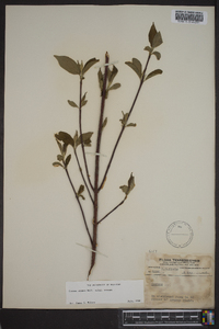 Cornus amomum subsp. amomum image