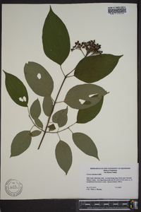 Cornus amomum subsp. amomum image