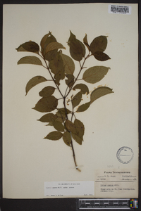 Cornus amomum subsp. amomum image