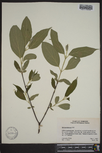 Cornus amomum subsp. amomum image