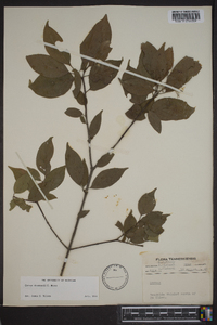 Cornus drummondii image