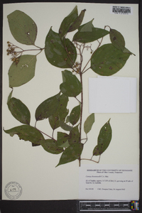 Cornus drummondii image