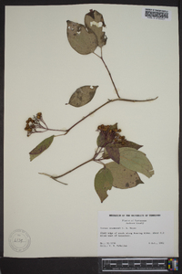 Cornus drummondii image