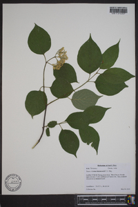 Cornus drummondii image