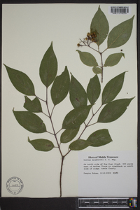 Cornus drummondii image