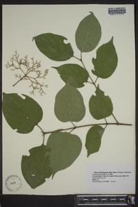 Cornus drummondii image