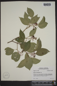 Cornus drummondii image