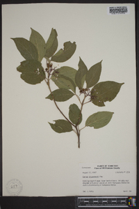 Cornus drummondii image