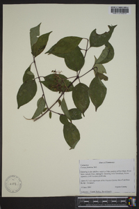 Cornus foemina image