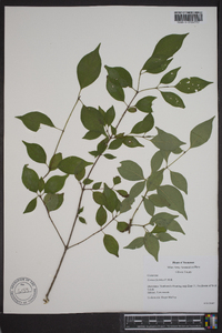 Cornus foemina image