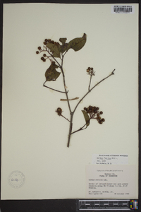 Cornus foemina image