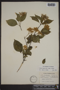 Cornus foemina image