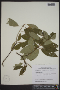 Cornus foemina image