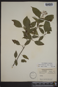 Cornus foemina image