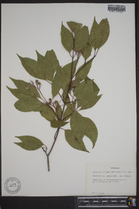 Cornus foemina image