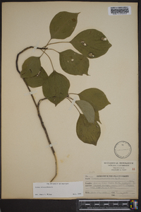 Cornus alternifolia image