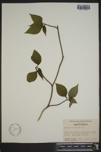 Cornus alternifolia image