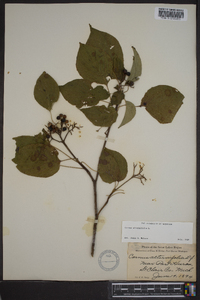 Cornus alternifolia image