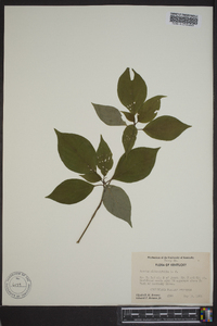 Cornus alternifolia image