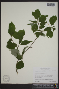 Cornus alternifolia image