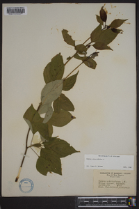 Cornus alternifolia image