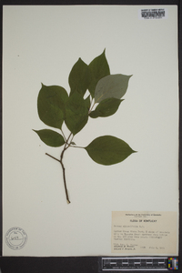 Cornus alternifolia image