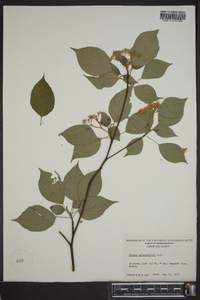 Cornus alternifolia image