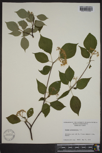 Cornus alternifolia image