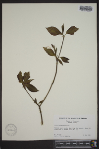 Cornus alternifolia image