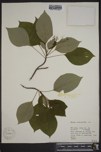 Cornus alternifolia image