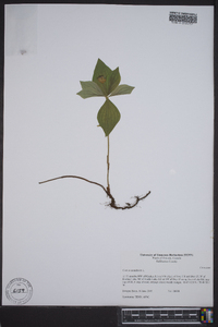 Cornus canadensis image