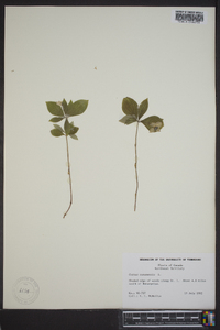 Cornus canadensis image