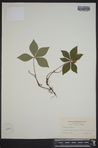 Cornus canadensis image