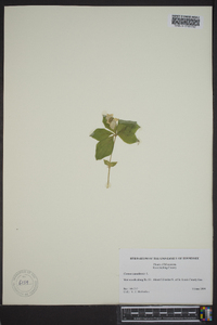 Cornus canadensis image