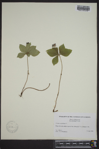 Cornus canadensis image