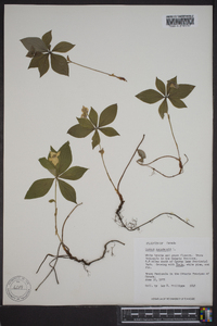 Cornus canadensis image