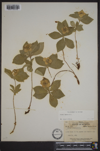 Cornus canadensis image