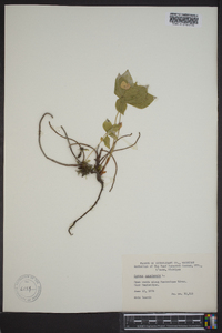 Cornus canadensis image