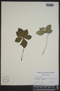 Cornus canadensis image