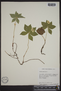 Cornus canadensis image